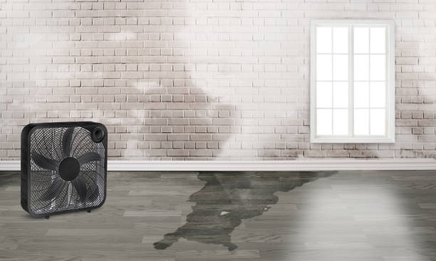 Best Water damage contractors near me  in Newmanstown, PA